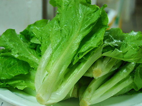 深圳宝安沙井东塘莞美送菜公司 您身边的高效生鲜农产品配送专家