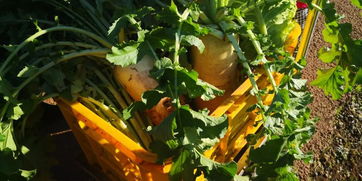 藏在菜叶脉络里的宇宙 追寻蔬菜的极致之美